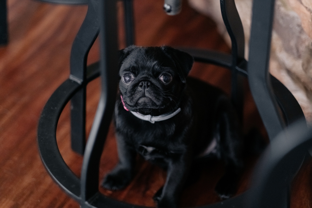 Взрослеющий черный мопс