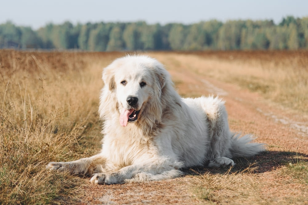 Пиренейская горная собака лежит и отдыхает