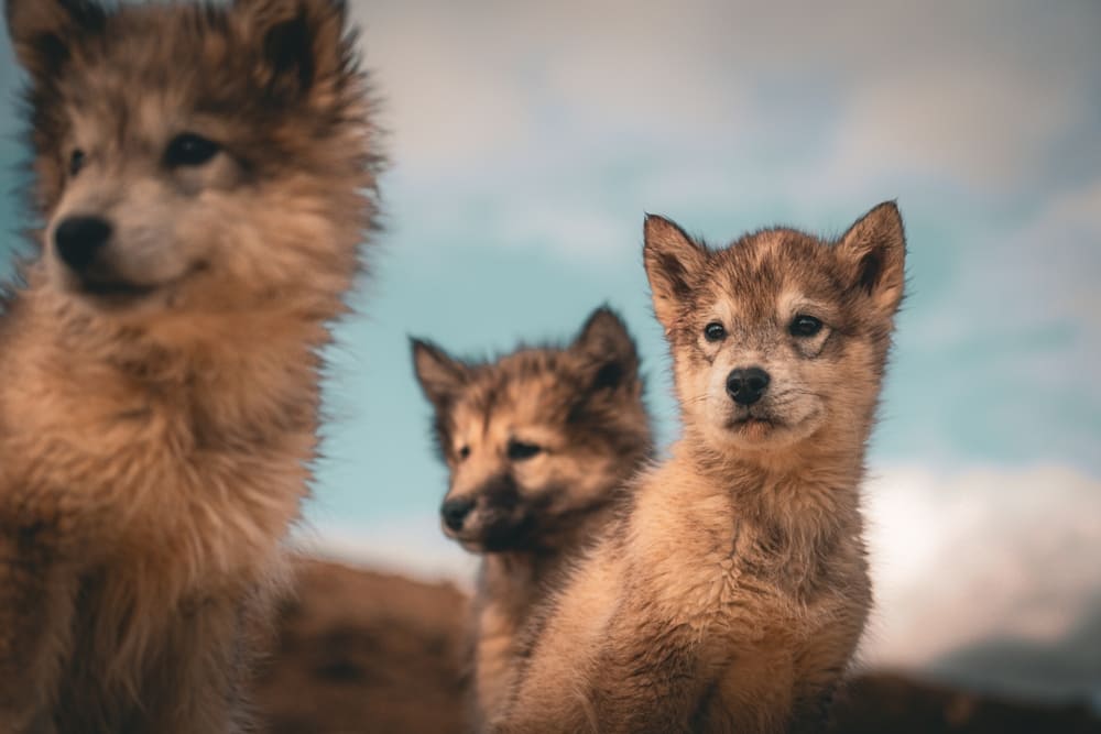 Щенки гренландской лайки