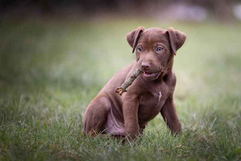 Щенок паттердейл-терьера в траве