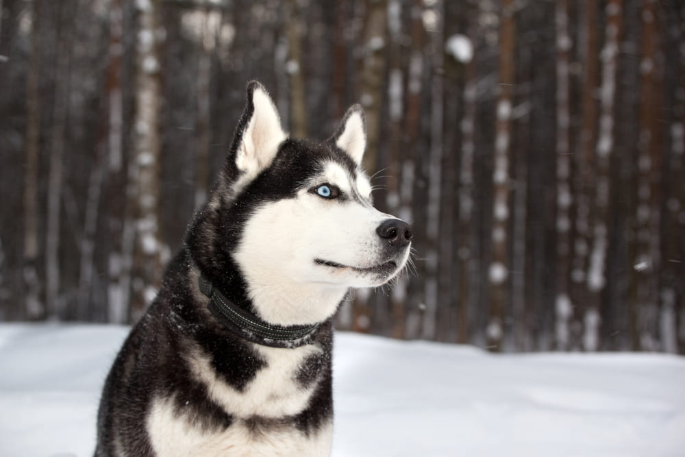 Сибирский хаски на зимней прогулке