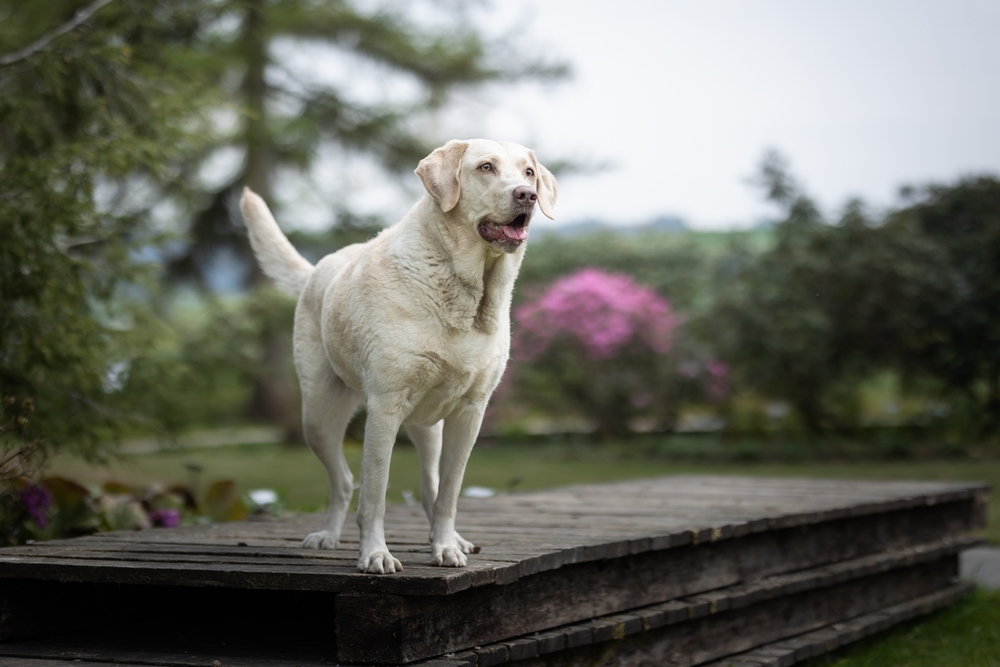 Красивый белый лабрадор