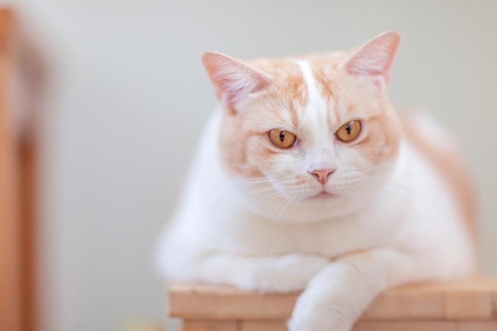 Сколько должна весить кошка или кот: таблица по возрастам и породам,  опасные отклонения, требующие лечения
