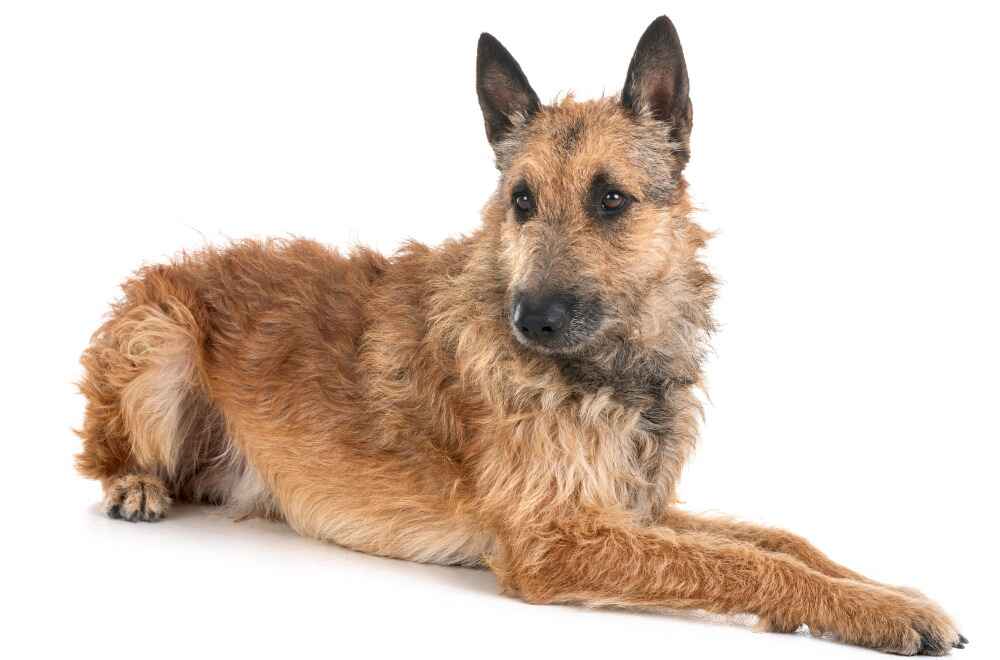 Лакенуа на белом фоне