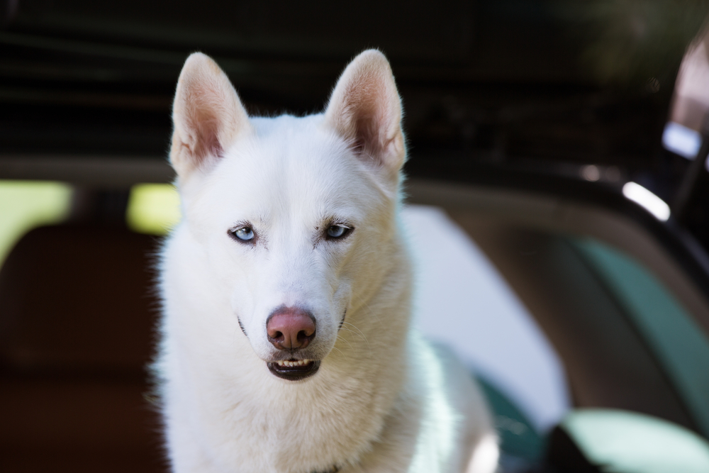 Белый хаски с голубыми глазами