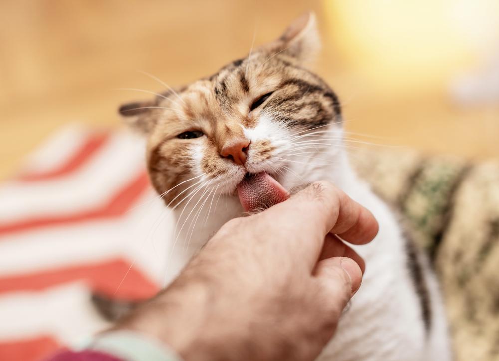 Почему кошки и коты лижут руки человеку 