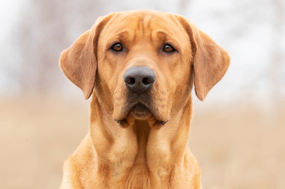 Серьезный брохольмер