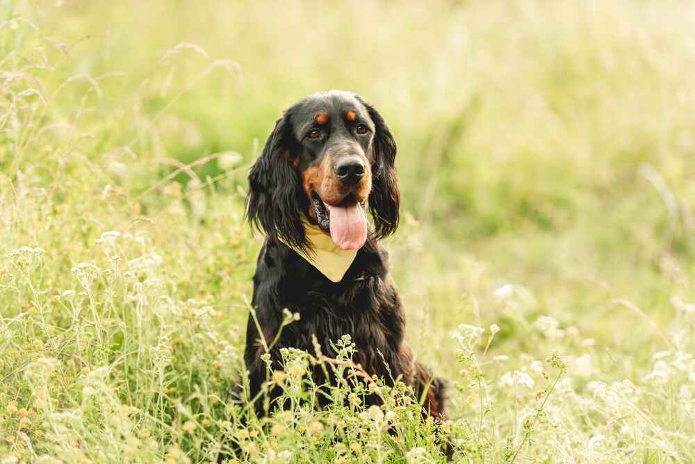 Изображениe — Шотландский сеттер в поле Шотландский сеттер в поле