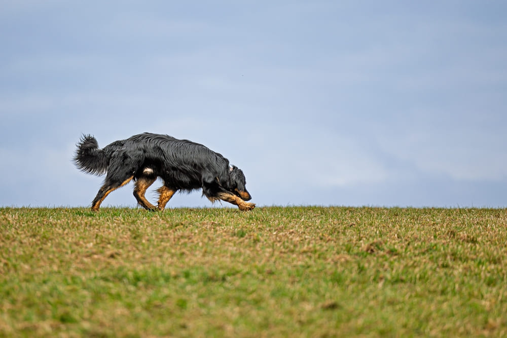 Ховаварт гуляет в поле