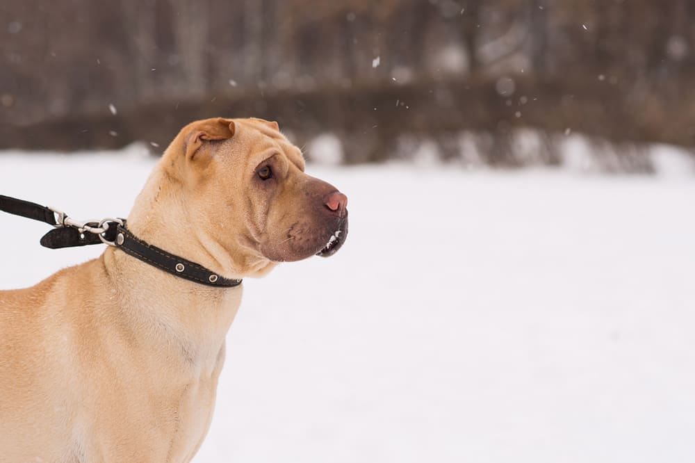 Изображениe — Шарпей гуляет зимой Шарпей гуляет зимой