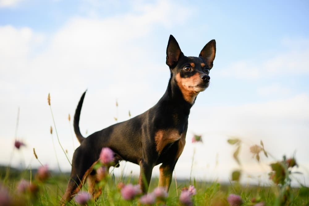 Той-терьер в поле