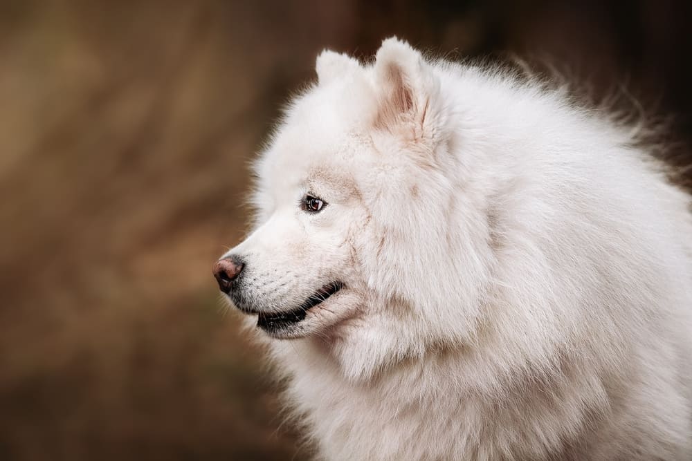 Самоед в профиль