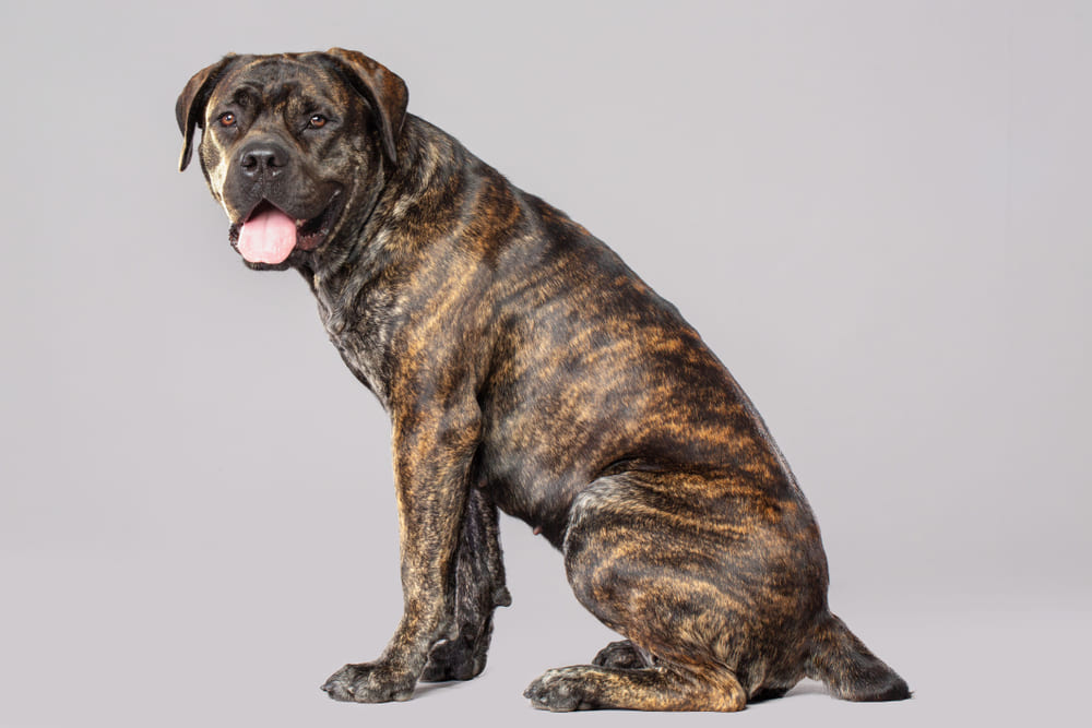 Африканский бурбуль