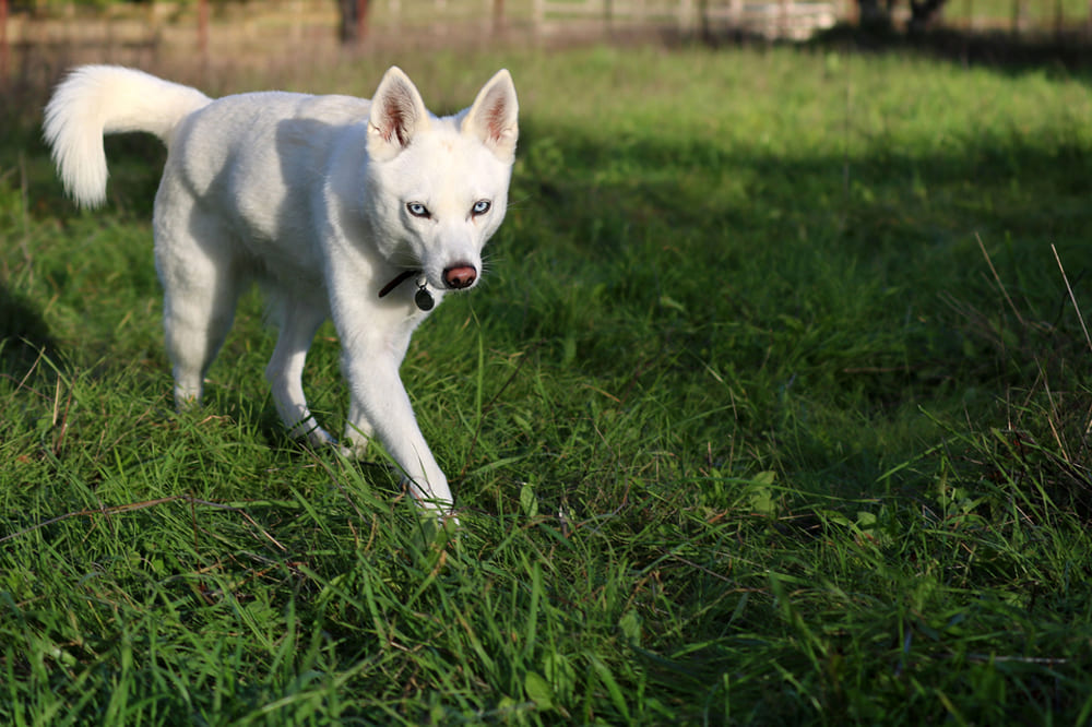 Маленький хаски