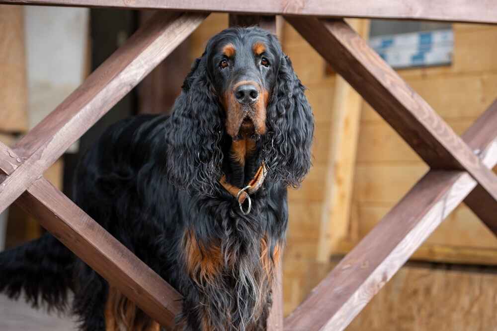 Изображениe — Шотландский сеттер стоит Шотландский сеттер стоит