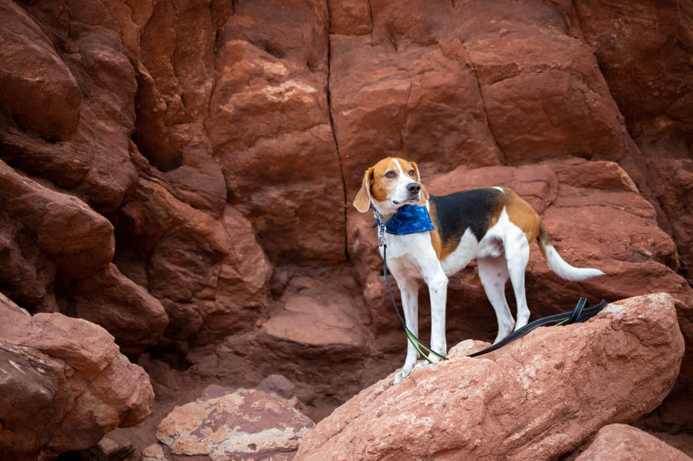Американский фоксхаунд на природе