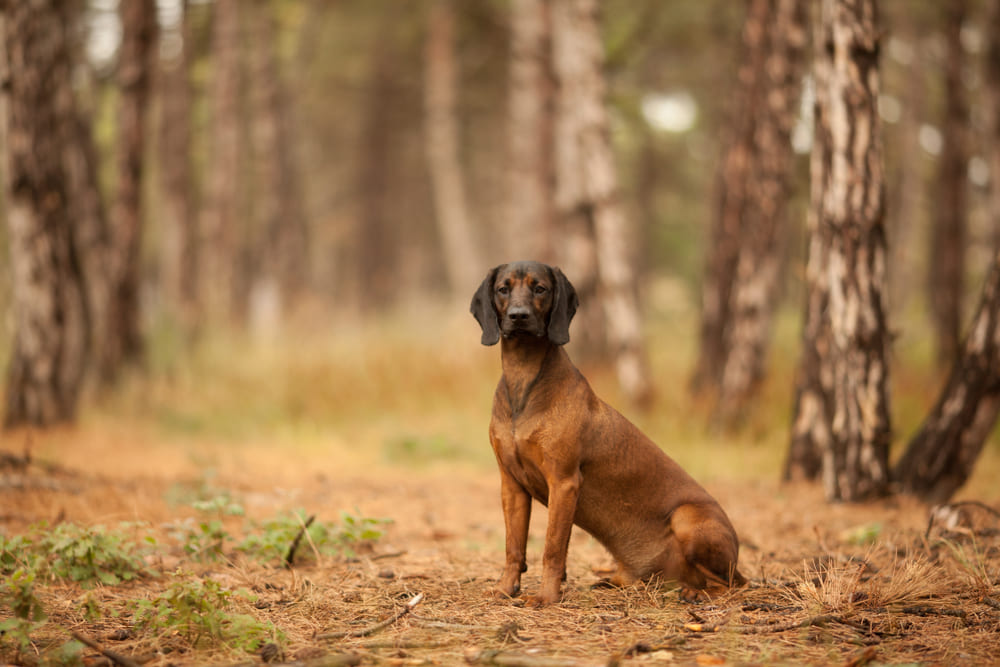 Баварская горная гончая сидит и отдыхает