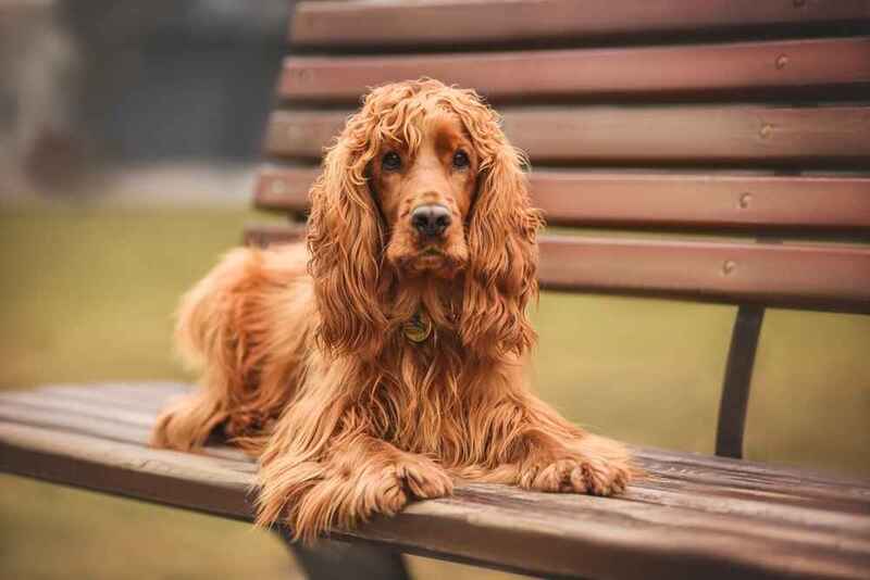 Кудрявый английский кокер-спаниель