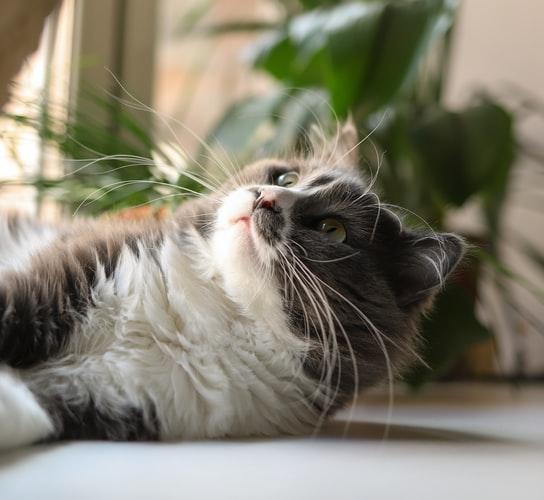 Почему кошка грызет провода и как отучить ее от этой привычки: 5 способов,  дополнительные хитрости, что делать в случае удара питомца током