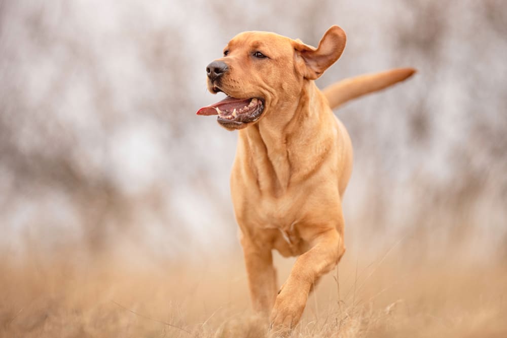 Брохольмер быстро бежит