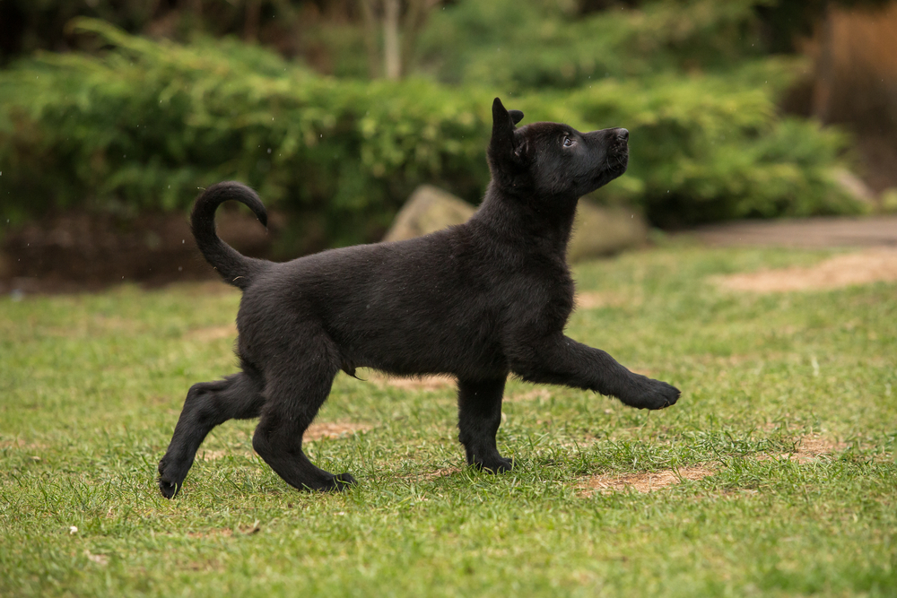 Щенок черной немецкой овчарки