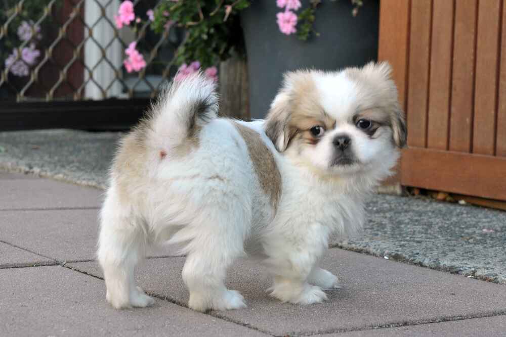 Щенок тибетского спаниеля