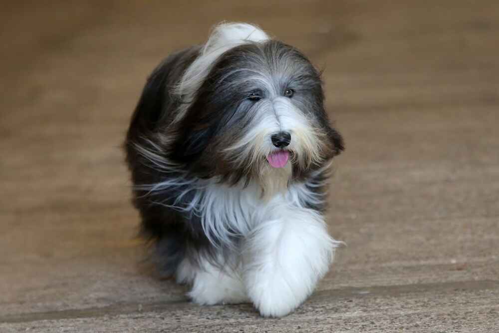 Собака бородатый колли