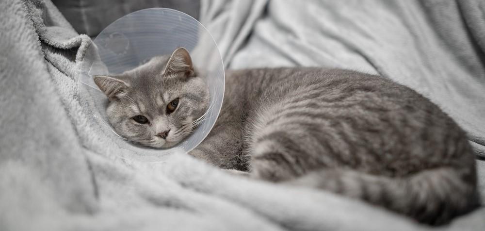 Нефрит у кошек и котов: симптомы и лечение