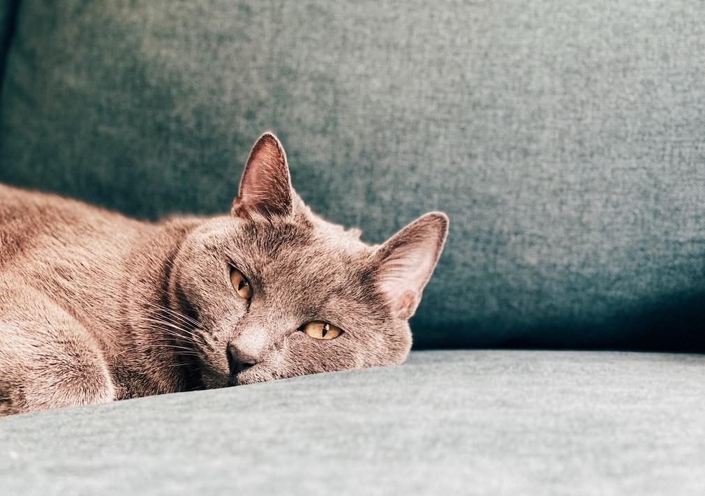 Пневмония у кошек: симптомы, опасность состояния, в каких условиях проводится лечение