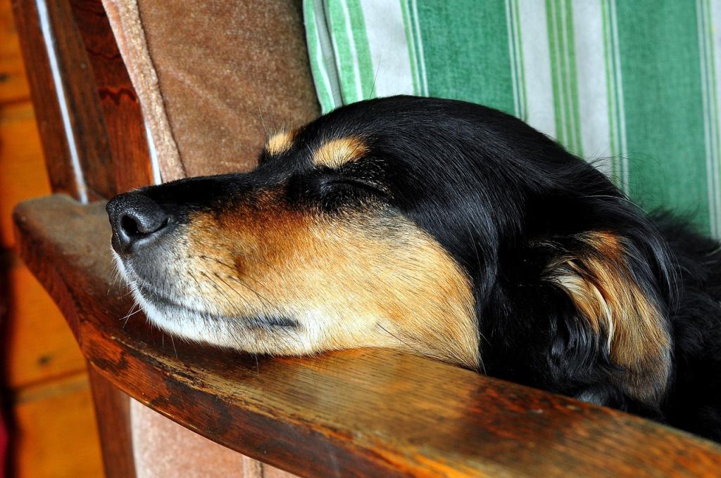 Породы для ленивых – собаки, которых не надо выгуливать каждый день