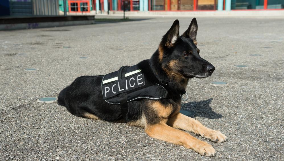 Породы собак, идеальные для полицейской службы