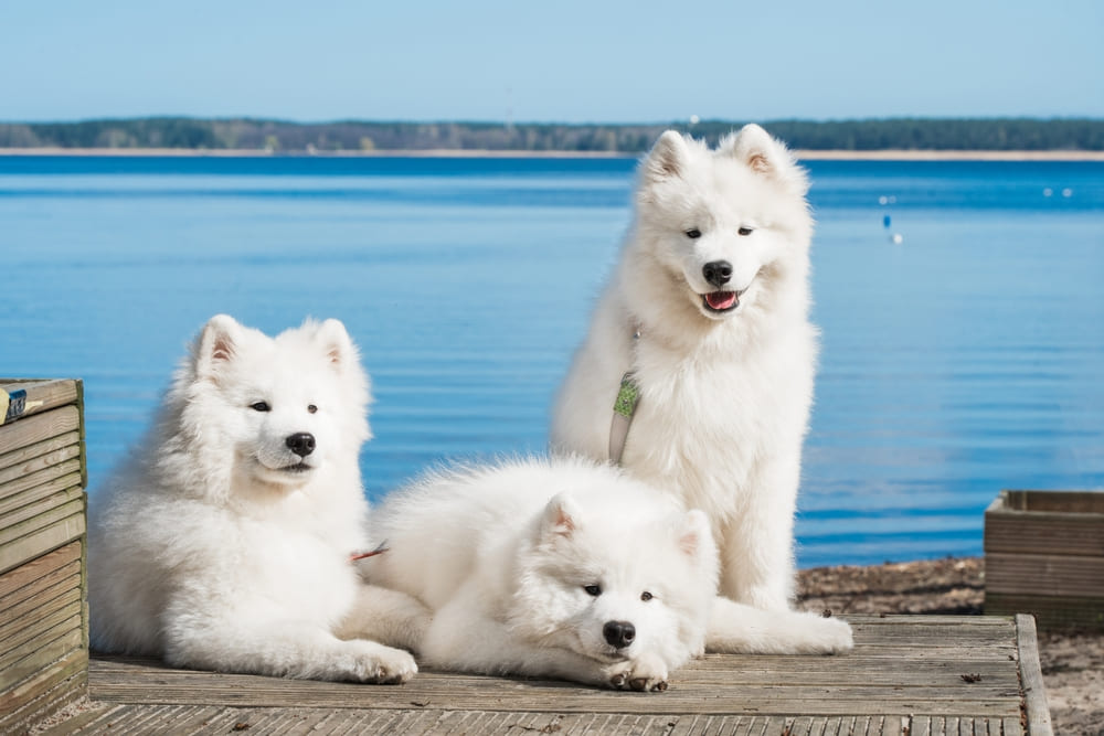 Самоед похож на лайку