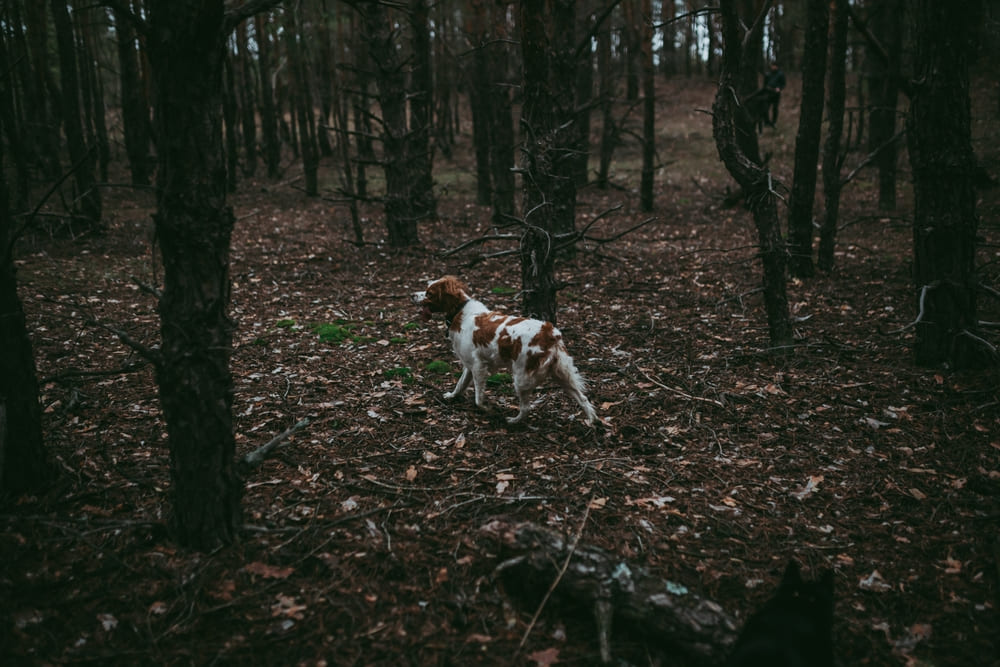 Бретонский эпаньоль гуляет в лесу