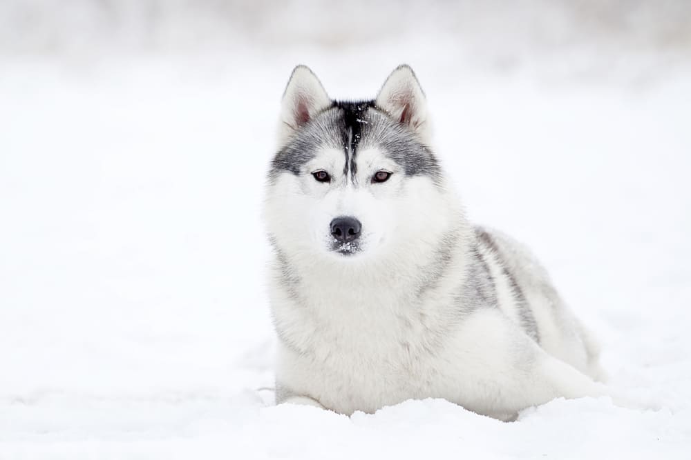 Сибирский хаски смотрит в камеру