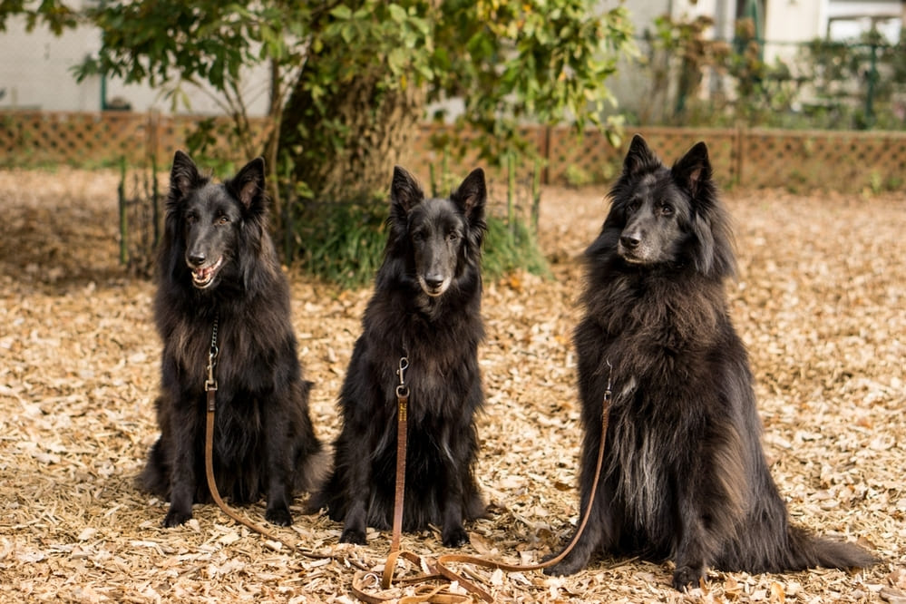Это бельгийская овчарка грюнендаль