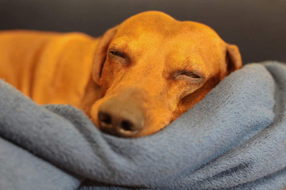 Рыжая такса спит