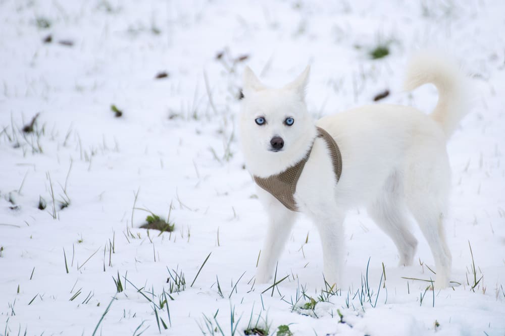 Аляскинский кли-кай белого окраса
