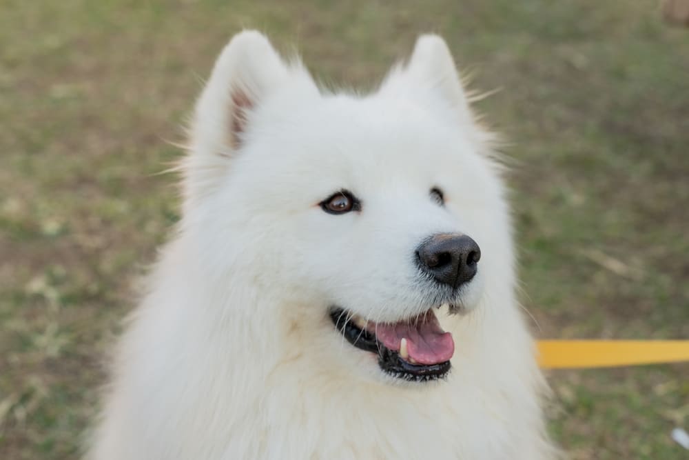 Морда самоеда