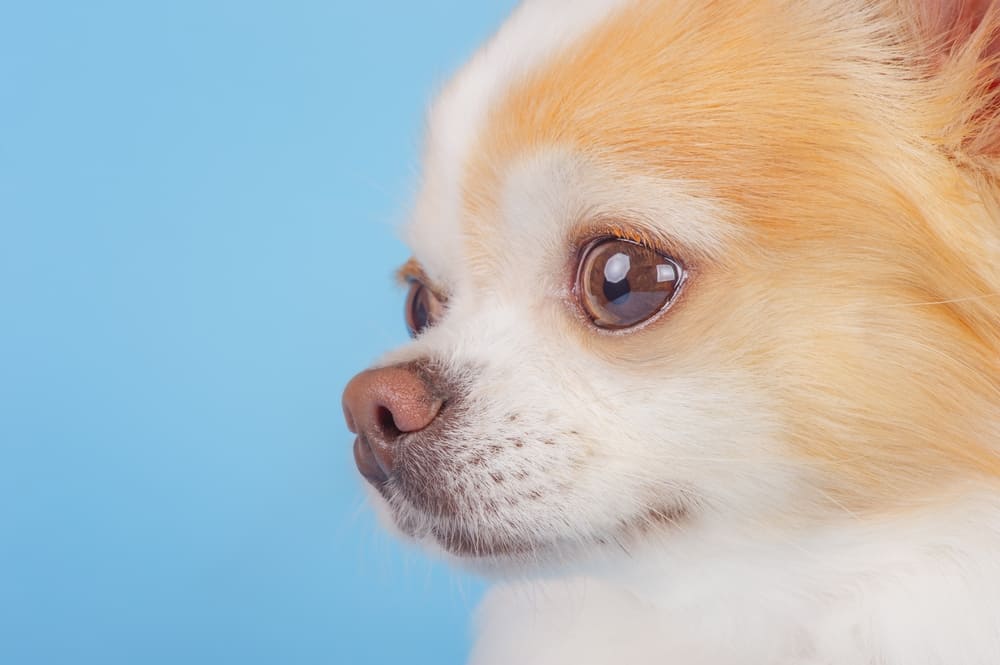 Экстерьер чихуахуа описан в стандарте 