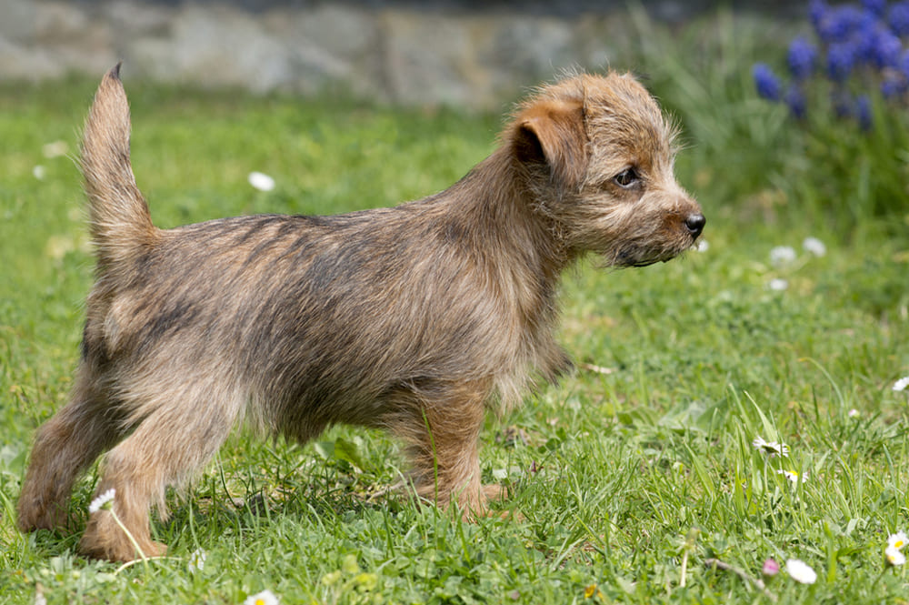 Норфолк-терьер в щенячьем возрасте