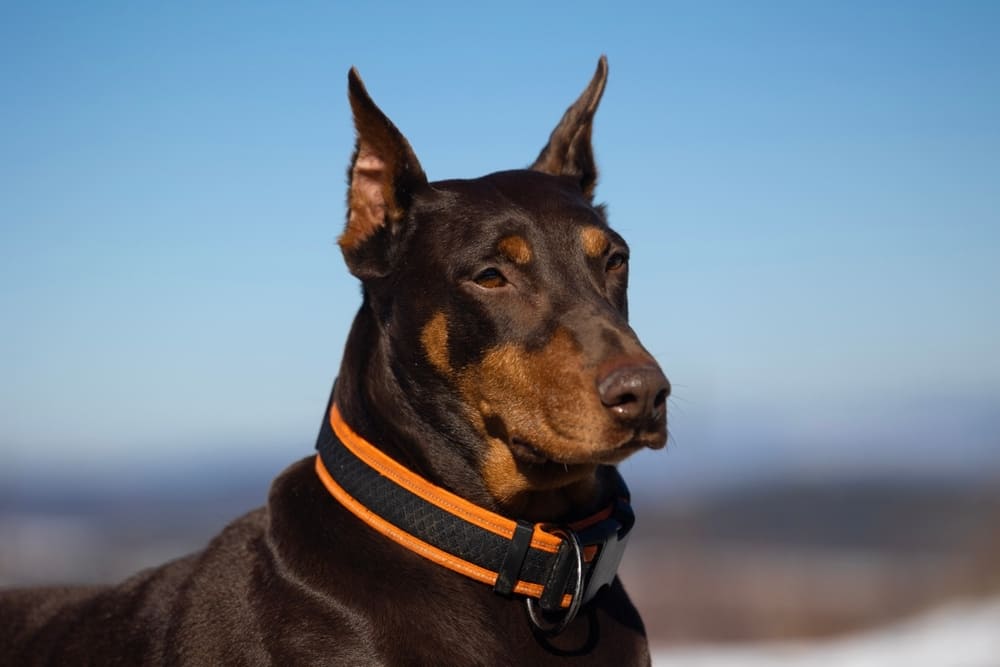 Серьезный доберман