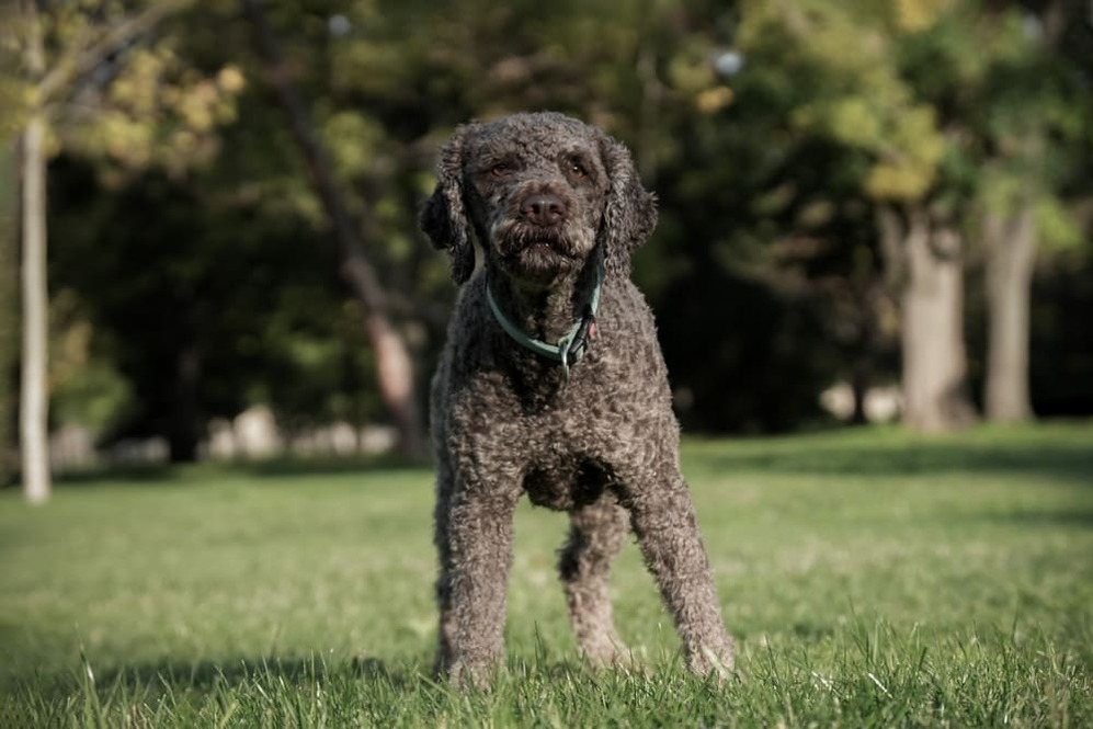 Изображениe — Лаготто романьоло – красивая собака Лаготто романьоло – красивая собака