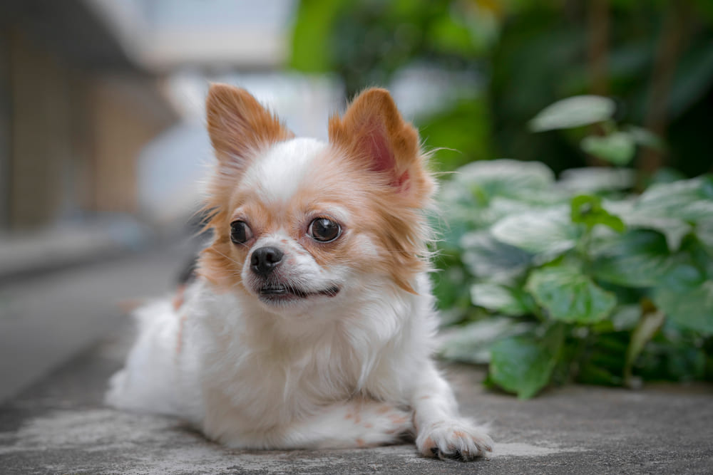 Чихуахуа на улице