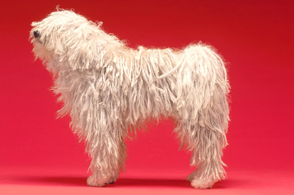 Венгерская пули