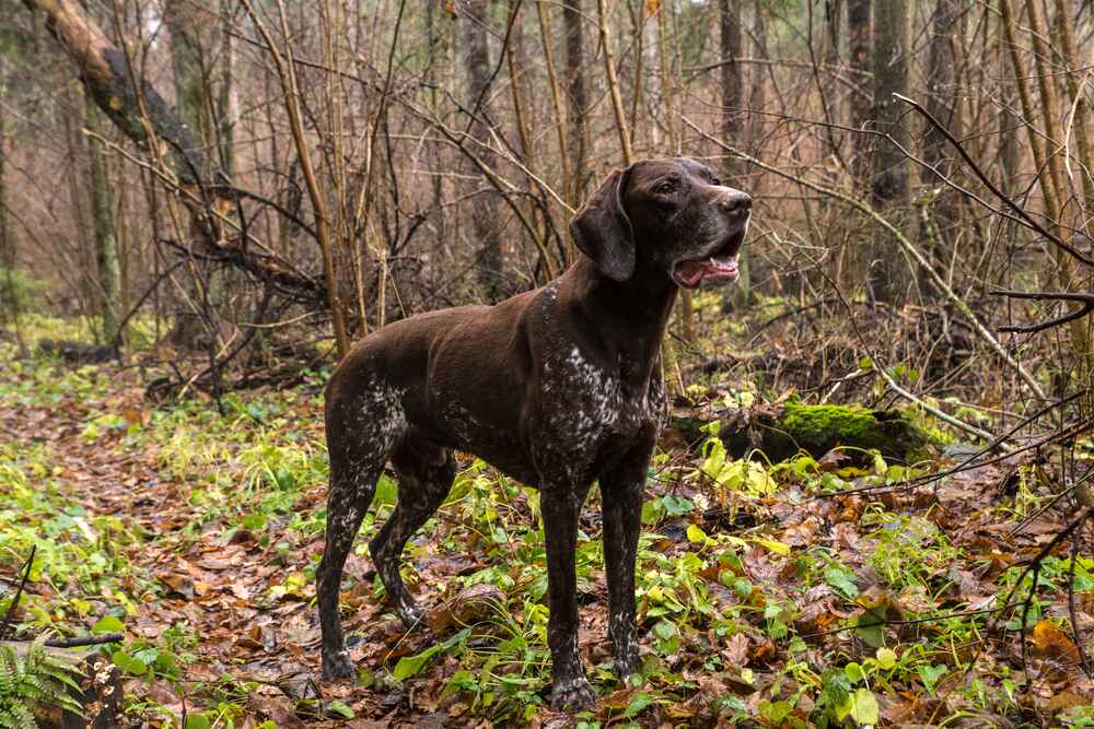 Изображениe — Курцхаар в лесу Курцхаар в лесу