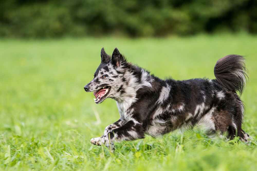 Собака муди