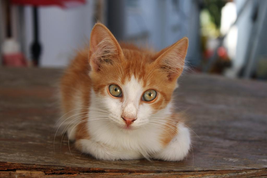 Рахит у котят и взрослых кошек: симптомы и особенности лечения 