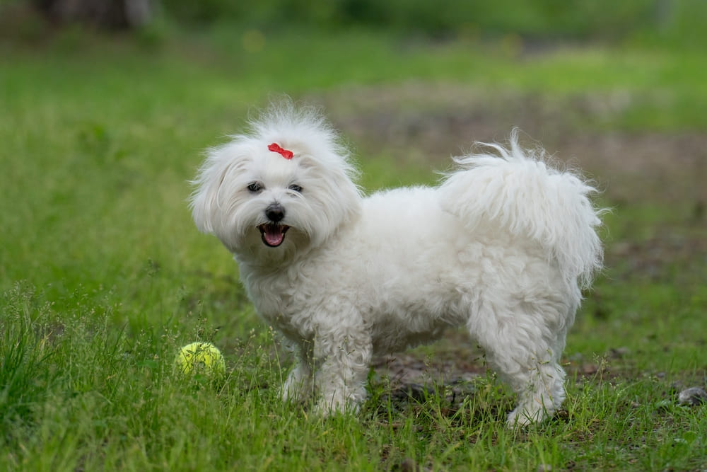 Котон-де-тулеар на фоне травы