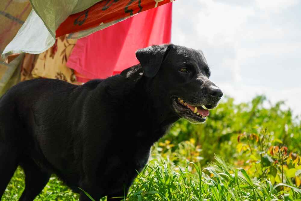 Лабрадор-ретривер на прогулке