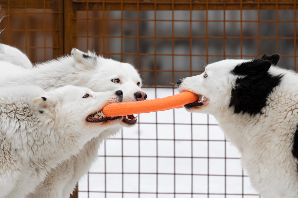 Якутские лайки играют 